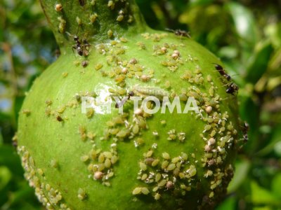 Pulgones y depredador